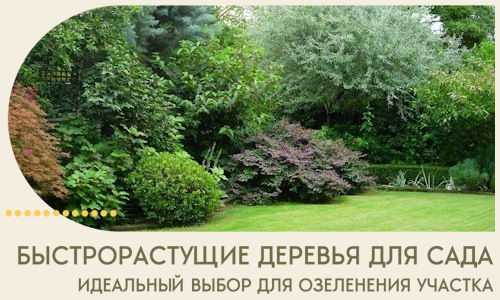 Быстрорастущие деревья для сада идеальный выбор в Коломне