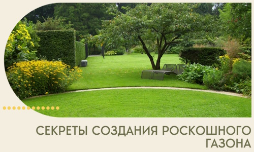 Секреты создания роскошного газона в Коломне